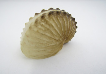 Brown Paper Nautilus Seashell Rare Argohauta Hians (1 shell approx. 1+ inches) Perfect shells for coastal crafting decor & collections!