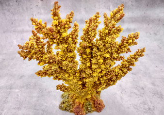 Yellow/Tan FAUX Branch Coral - Acropora Florida - (1 Fake Coral approx. 7.5Tx7Wx2D inches) on light background. Copyright 2024 SeaShellSupply.com