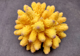 Yellow FAUX Finger Coral - Acropora Humilis - (1 FAUX Coral approx. 5.5Wx3.5Tx5D inches) on grey background. Copyright 2024 SeaShellSupply.com.