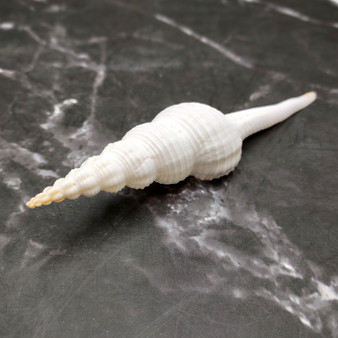 Large White Spindle Seashell Fusinus Colus (1 shell approx. 4.5+ inches) Big White Spindle Shell for coastal crafting & displays!
