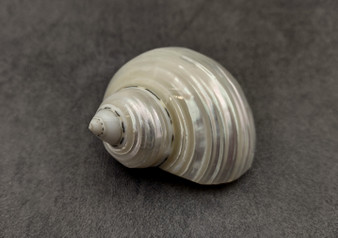 Pearlized Jade Turbo Seashell Turbo Burgessi (1 shell approx. 2+ inches) Perfect shells for coastal crafting decor & collections!