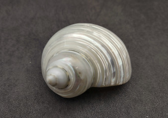 Photo of Pearlized Jade Turbo Shell Turbo Burgessi on a dark background. Reflective white shell. Copyright 2024 SeashellSupply.com