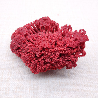 Red Pipe Organ Coral Fragment Tubipora Musica (1 coral approx. 2+ inches) Reddish Coral Chunk Piece for display crafts art & decoration! Copyright 2026 SeaShellSupply.com.
