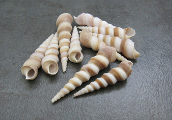 Purple Turitella - Turitella Terebra - (10 Shells approx. 2.5-3.5 inches)