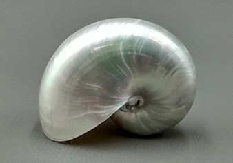 Pearlized Nautilus Seashell Polished Nautilus Pompilius (1 shell approx. 2+ inches) Shells for coastal crafting decor & collections!