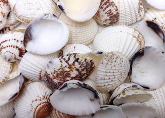 Speckled White Clam Seashells Clycymeris Pectunculus (approx. 1 cup 45+ shells 0.75+ inches) Brown spotted clam shells for crafts & decor!