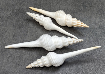 Distaff Spindle Seashells - Fusinus Colus - (4 shells approx. 3-4 inches) on dark slate grey background.  Copyright 2022 SeaShellSupply.com.

