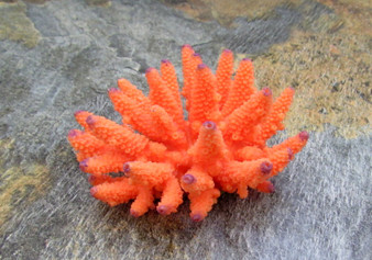 Orange Faux Finger Coral - Acropora Nasuta - (1 Fake Coral approx. 2Wx3Dx3T inches) on light stone background . Copyright 2022 SeaShellSupply.com.

