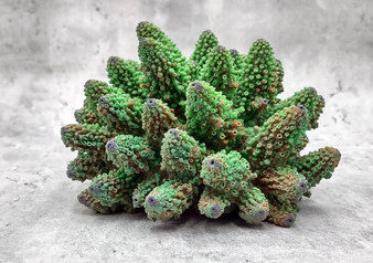 Green FAUX Finger Staghorn Coral Acropora Humilis (1 FAKE Coral approx. 5Wx3Tx5D inches) Perfect Coral elements to add to any collection!