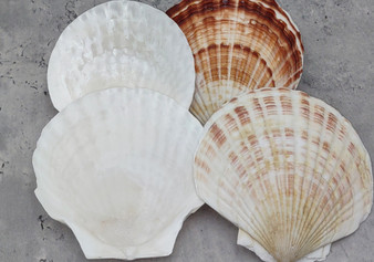 Irish Deep Baking Scallop Seashells - Pecten Yessoensis - (4 shells approx. 4+ Inches). Four white ribbed shells laid out together. Copyright 2022 SeaShellSupply.com.