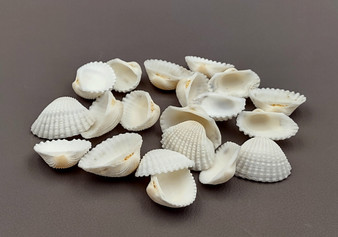 White Ark Clam Seashells Tegillarca Granosa (approx. 20+ shells 1+ inches). An assortment of small white clam shells. Copyright 2024 SeaShellSupply.com.