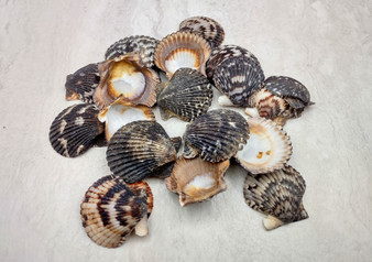 Photo of a group of black and white pecten shells. Black, white brown shells between one and two inches. Copyright 2024 SeashellSupply.com