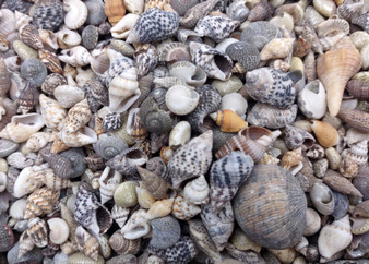 Extra Tiny Seashell Assorted Ocean Mix For Crafts (approx. 1 Kilogram 0.25+ inches). Copyright 2025 SeaShellSupply.com