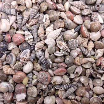 Extra Tiny Seashell Assorted Ocean Mix (approx. 1 kilogram shells 0.25+ inches) Very Small Shell Assortment for ocean art crafts & decor!