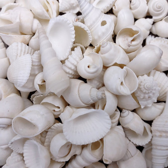 Small White Assorted Seashell Mix (approx. 1 cup +/-125 assorted shells 0.50+ inches) White Shell Assortment for ocean arts & crafts!