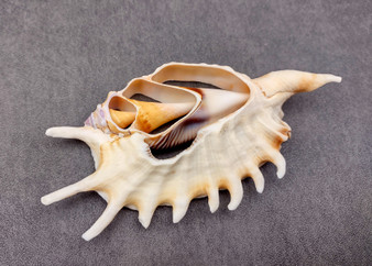 Center Cut Spider Conch Seashell Lambis (1 shell approx. 4+ inches) Natural shell great for crafting display and collecting!