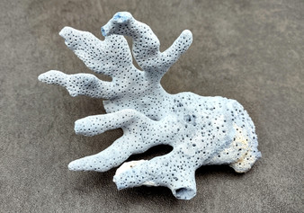 Small Blue Ridge Coral Fragment (1 coral fragment approx. 3-4.5+ inches) Coral fragments for any coastal collection or fun artistic display!