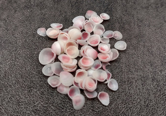 Light Pink Tellin Seashell Rose Petal Halves (approx. 0.25 cup 70+ shells 0.15+ inches) Rose Pink White Shells for crafts & art projects. Copyright 2024 SeashellSupply.com