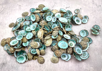 Green Limpet Seashells Sutorria Mesoleuca (1 cup approx. 240+ shells 0.5+ inches) Small shells for crafts natural sea shells earrings & art!