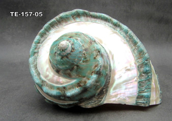 Giant Banded Turbo Shell Turbo Marmoratus (1 shell approx. 7+ inches) Perfect shells for coastal decor, & collections! TE-157-05