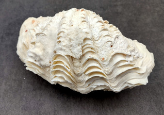 Photo of Derasa Clam Seashell Tridacna Derasa shell pair. Copyright 2024 SeashellSupply.com