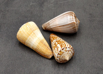 Large Cone Seashell Assortment Mix (3 shells approx. 2.5+ inches) Colorful Assorted Cone Shells for gifts crafts display & collecting!