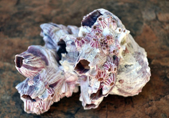 Purple Barnacle Cluster (1 barnacle cluster approx. 5-7 inches) rainbow colored shell on table. Copyright 2022 SeaShellSupply.com.