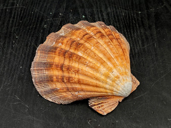 Orange Lions paw scallop Pecten Subnodosus - (1 scallop approx. 5 inches). One orange tinted ribbed wide opened shell. Copyright 2022 SeaShellSupply.com. Orange Lions paw scallop Pecten Subnodosus - (1 scallop approx. 5 inches). One orange tinted ribbed wide opened shell. Copyright 2022 SeaShellSupply.com.