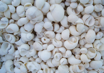 Littorina (White) Seashells (appx. 480-500 pcs.). Multiple white spiral shells in a big pile. Copyright 2022 SeaShellSupply.com.
