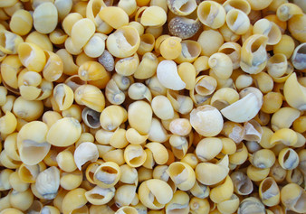 Littorina (Yellow) Seashells (approx. 480-500 shells). Multiple Yellow tinted spiral shells in a pile. Copyright 2022 SeaShellSupply.com.

