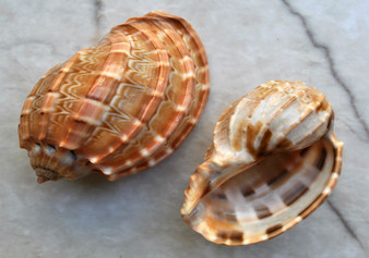 David Harp Seashells - Harpa Davidus - (5 shells approx. 1-2 inches). Two tan colored shells with one showing the top curved shaded side of the shell while the other laying to show the opening. Copyright 2022 SeaShellSupply.com.