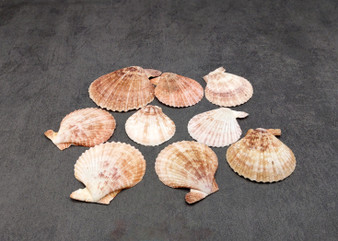 Peanut Brown Scallop Noble Pecten Halves Pecten Nobolis (Approx. quarter pound shells 2+ inches) Brown Scallop shells for arts & crafts!  Copyright 2025 SeaShellSupply.com.