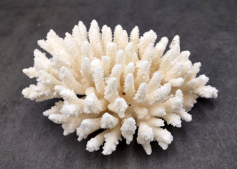 White Table Coral Large Cluster Acropora Latistella (1 coral approx. 5-6+ inches) White Coral for coastal display arts crafts & collecting! Copyright 2025 SeaShellSupply.com.