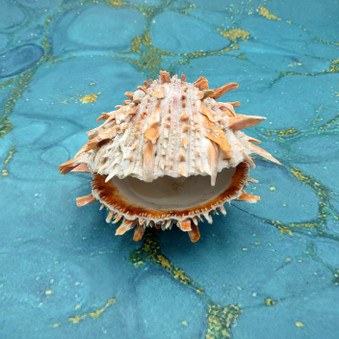Orange Purple Spiny Oyster Pair Spondylus Barbatus (1 shell pair approx. 3X3X2 inches) B GRADE Colorful seashell pair for nautical decor! Copyright 2026 SeaShellSupply.com.