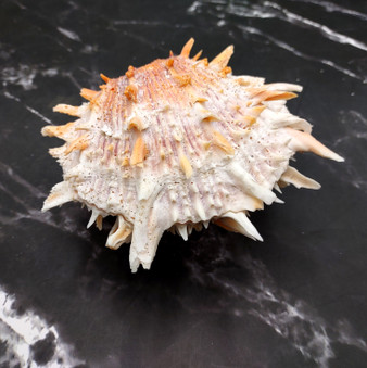 Orange Purple Spiny Oyster Pair Spondylus Barbatus (1 shell pair approx. 4X4X3 inches) B GRADE Colorful seashell pair for nautical decor! vCopyright 2026 SeaShellSupply.com.