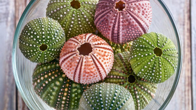 You Are What You Eat: How Shellfish Diets Create Shell Color