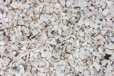 The Surprising Role of Crushed Shells in Water Filtration