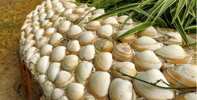 How to Use Seashells in Landscaping: Ideas, Benefits, and Step‑by‑Step Guides