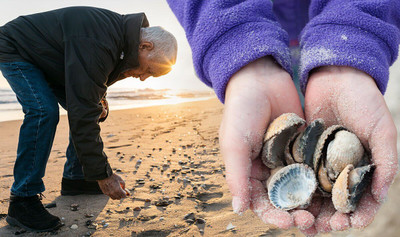 June 21st is National Seashell Day!