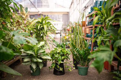 Best Tropical Plants for Décor in the United States: Bring Paradise Indoors