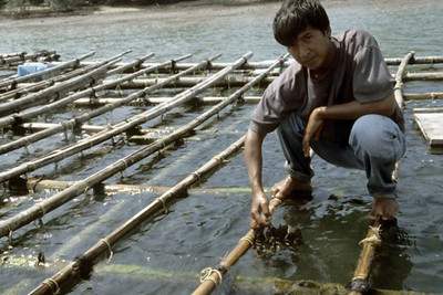 Farming the Ocean’s Jewels: How Seashells Are Sustainably Cultivated in Southeast Asia