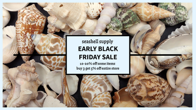 Seashell Supply Early Black Friday Sale! Full List of Sale Shells.