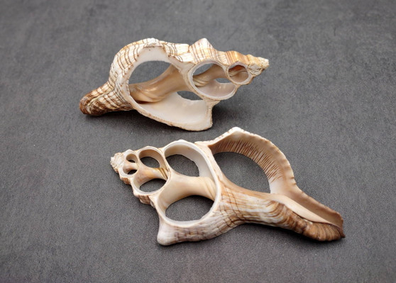 Center Cut Large Fox Seashells (2 shells approx. 5+ inches) Quality center cut shells for ocean decor art projects crafts & collecting!