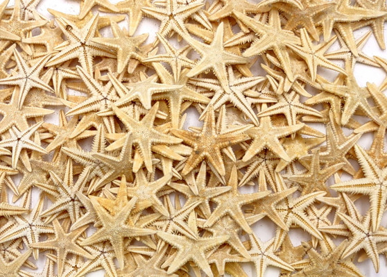 Mini Tan Starfish - Archaster Typicus - (approx. 45-50 starfish .5-1 inch). Multiple orange and tan starfish in a pile. Copyright 2025 SeaShellSupply.com