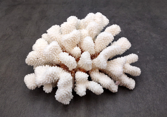 Brownstem White Coral Cluster Pocillopora Verrucosa (1 coral approx. 7L x 3H x 6D inches) Coral for coastal collections & display!