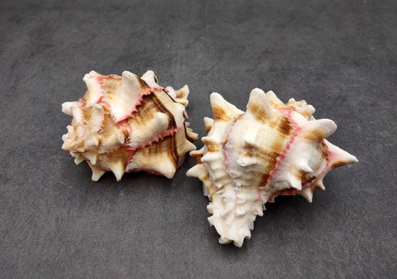 Pink Brown Striped Murex Seashells Murex Brassica (2 shells approx. 3+ inches) Seashells for hermit crabs art projects crafts & collecting!