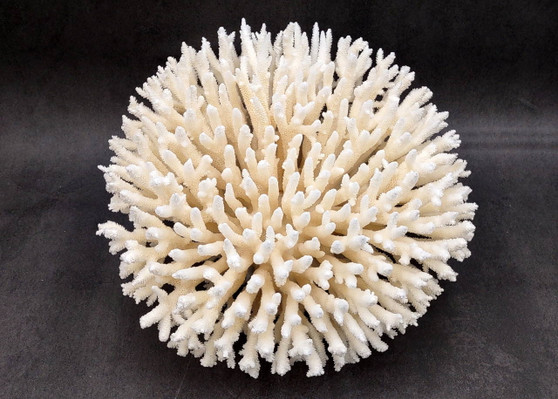 White Table Coral Large Cluster Acropora Latistella (1 coral approx. 11L x 7.5H x 11D inches) White Table Coral for display & collecting! Copyright 2025 SeaShellSupply.com.