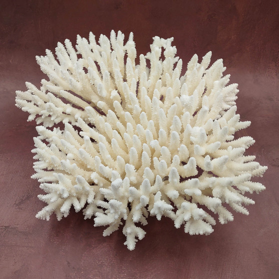 Large White Table Coral Cluster Centerpiece (1 coral approx. 13L x 6H x 11D inches) Acropora Latistella Table Coral for display & decor! Copyright 2026 SeaShellSupply.com.