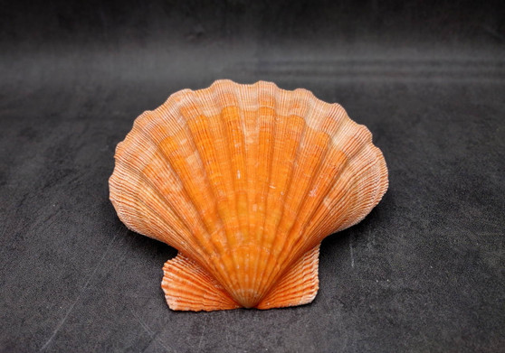 Orange Lion's Paw Scallop Seashell Pecten Subnodosus (1 shell approx. 6+ inches) Great shell for ocean decoration art projects & crafting!