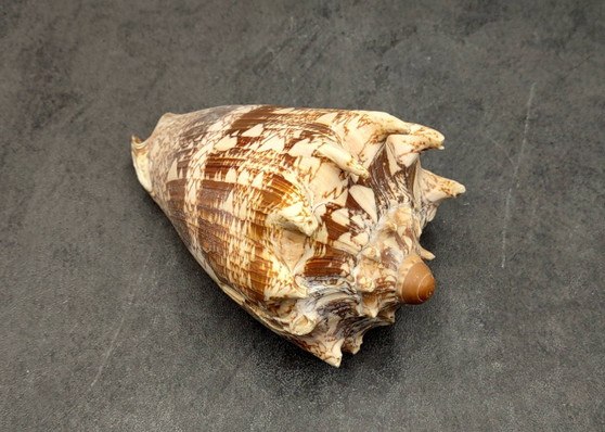 Imperial Volute Seashell Cymbiola Imperialis (1 shell approx. 5+ inches) B GRADE Value Shell for ocean displays arts crafts & collecting! Copyright 2026 SeaShellSupply.com.